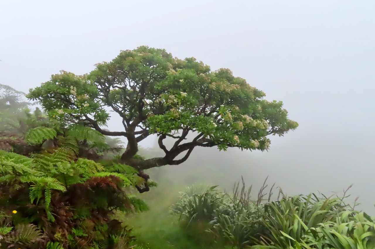 Cloud forest